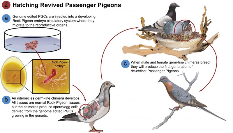 Passenger Pigeon Nesting Habits And Lifecycle