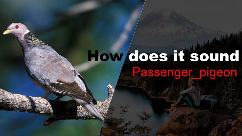 Passenger Pigeon Vocalizations And What They Mean