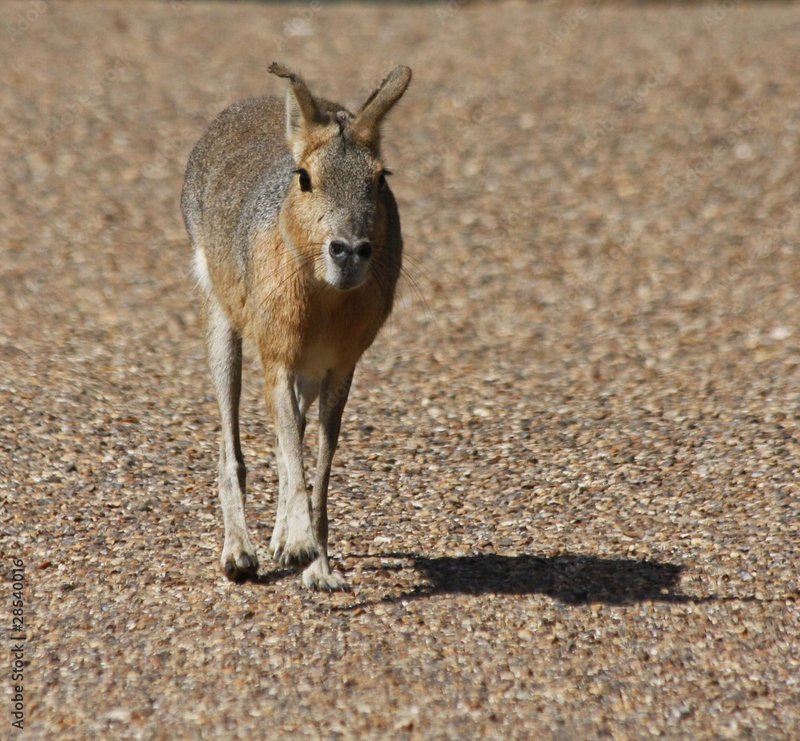 Patagonian Mara