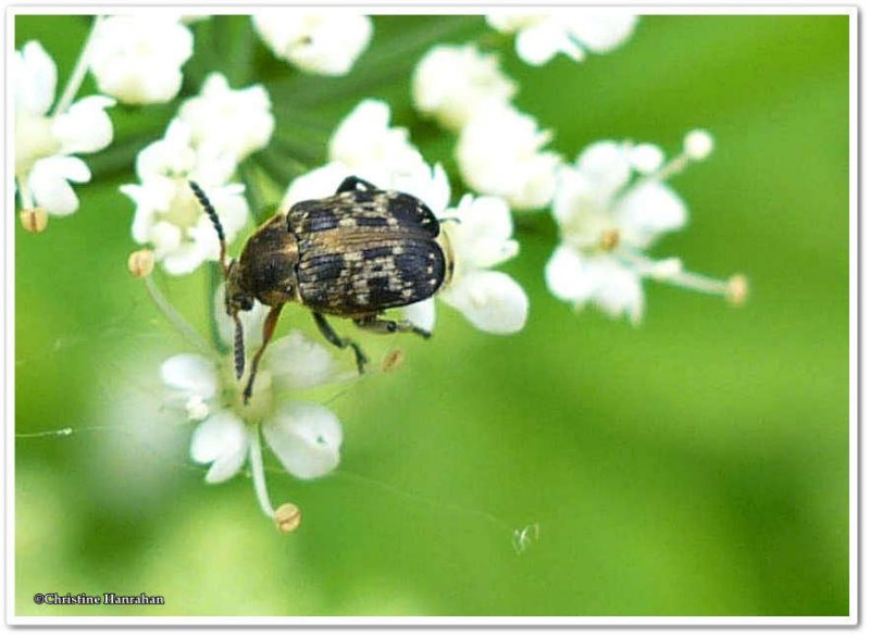 Pea Weevil