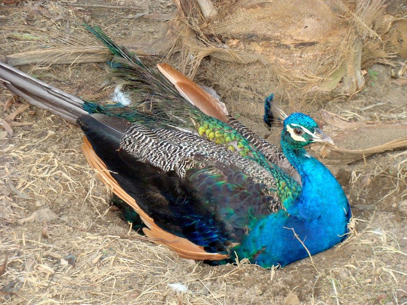 Peacock Nesting Habits And Lifecycle