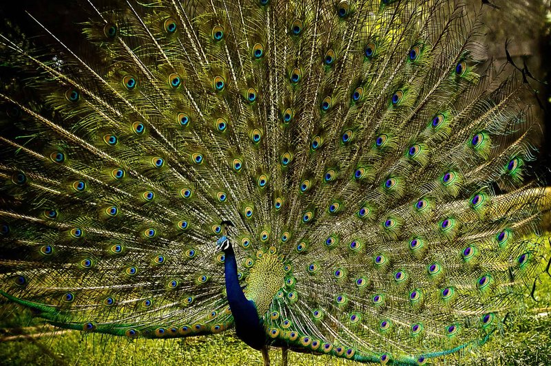 Peacock Vocalizations And What They Mean