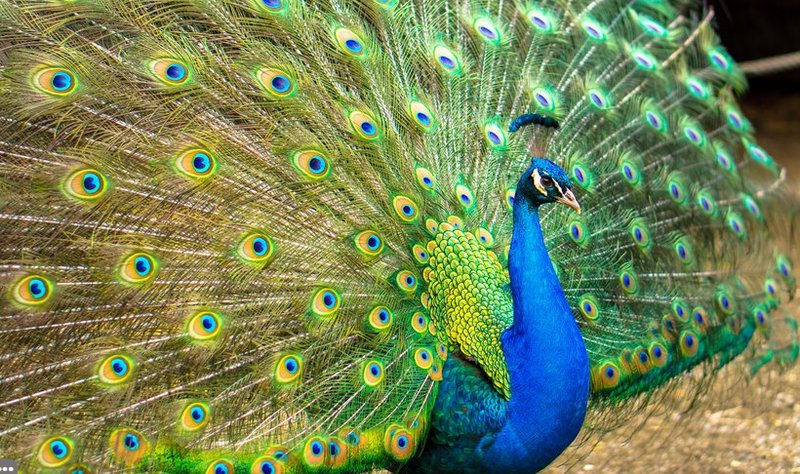 Peacock