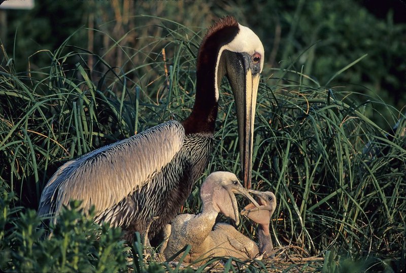 Pelican Nesting Habits And Lifecycle