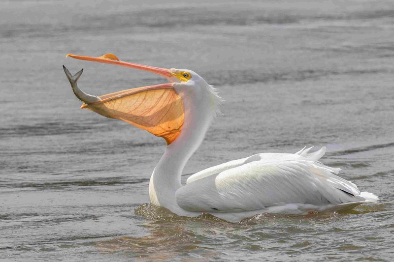 Pelican Vocalizations And What They Mean