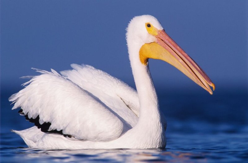 Pelican