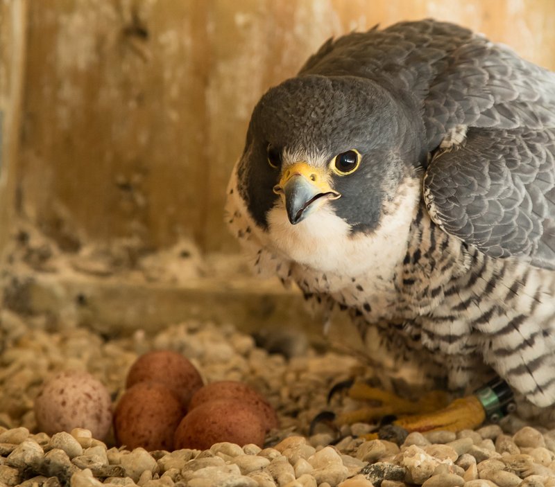 Peregrine Falcon Nesting Habits And Lifecycle