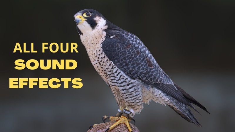 Peregrine Falcon Vocalizations And What They Mean