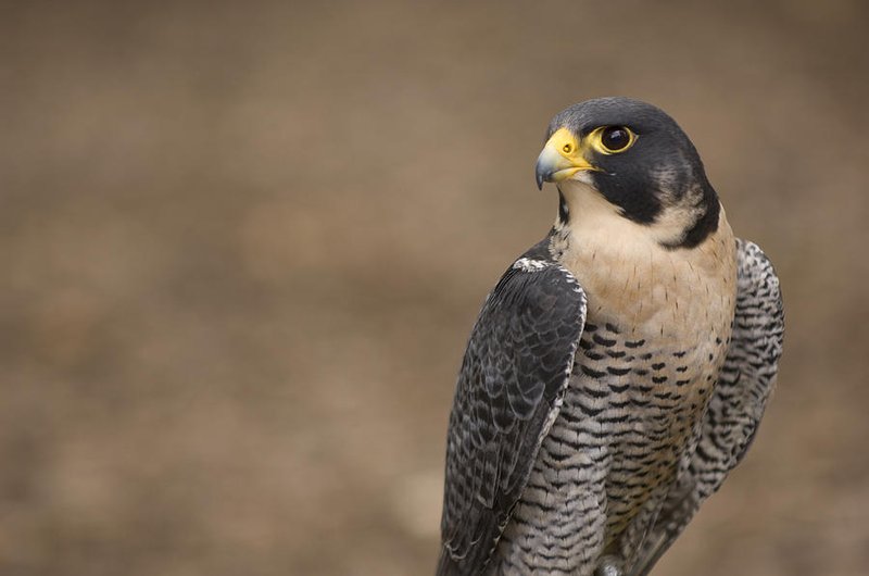 Peregrine Falcon