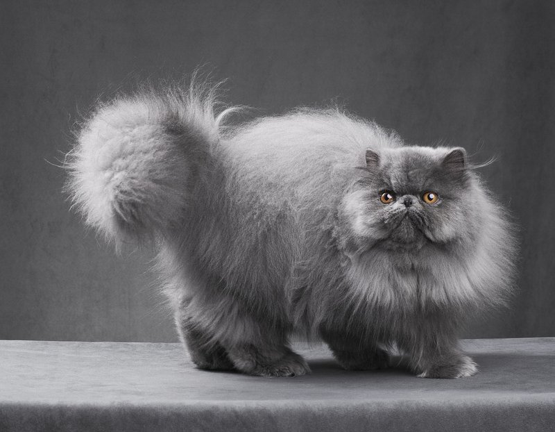 Persian Cat Overview: Personality, Appearance, And Care Needs