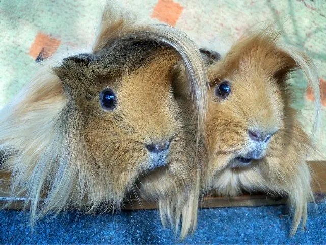 Peruvian Guinea Pig Overview: Appearance, Personality, And Grooming Needs