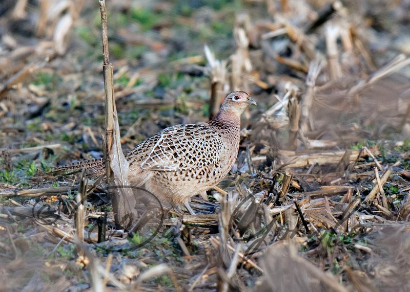 Pheasant