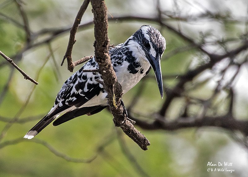 Pied Kingfisher