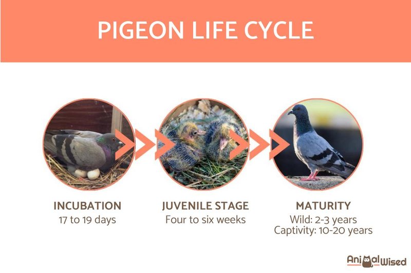 Pigeon Nesting Habits And Lifecycle