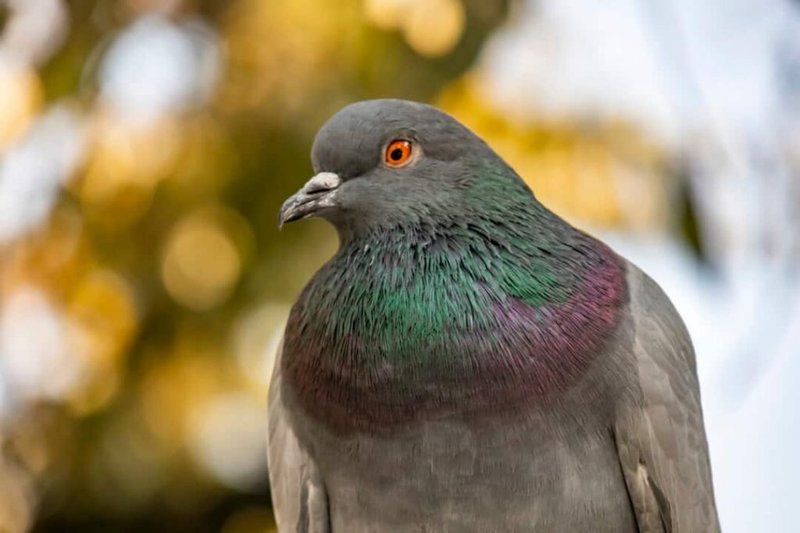 Pigeon Vocalizations And What They Mean