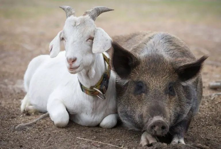 Pigs And Other Pets: Can They Live Together?