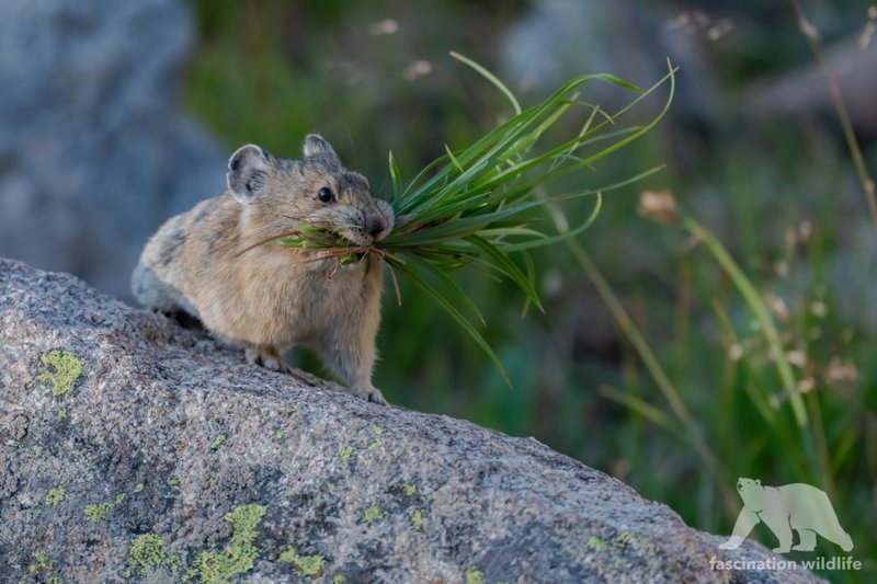 Pika