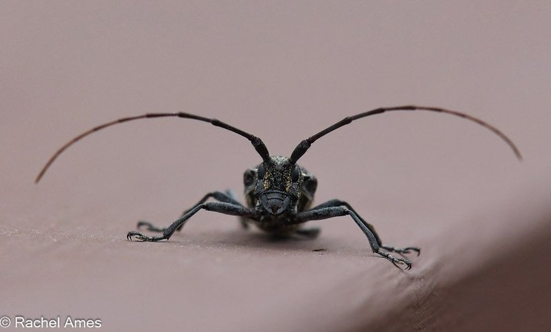 Pine Sawyer Beetle