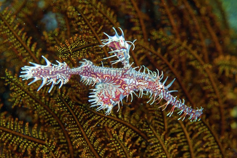 Pipefish