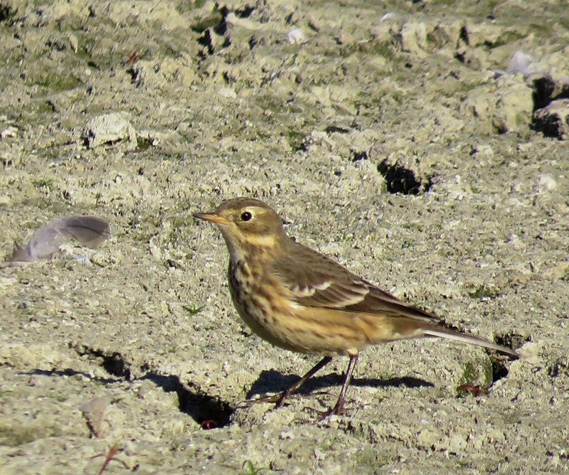 Pipit
