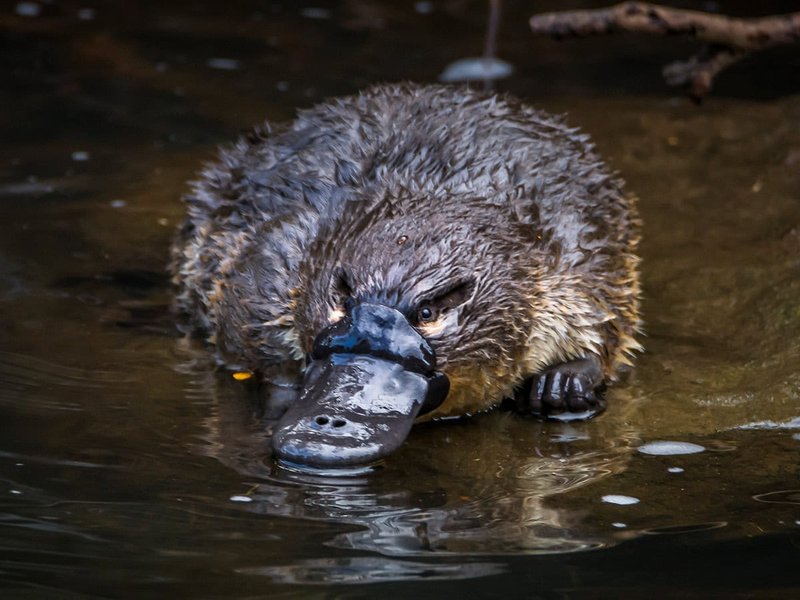 Platypus