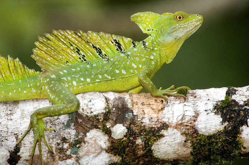 Plumed Basilisk