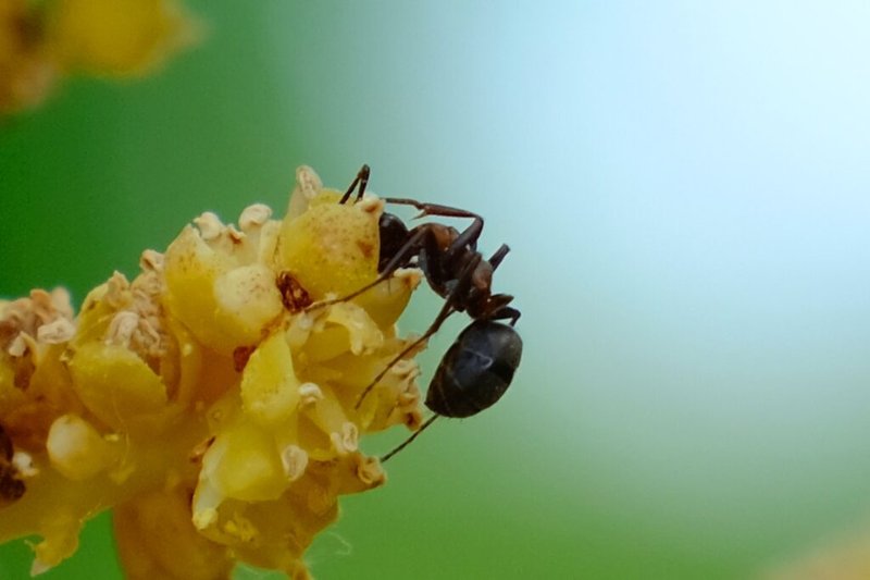 Pollination And Other Jobs Done By The Ant