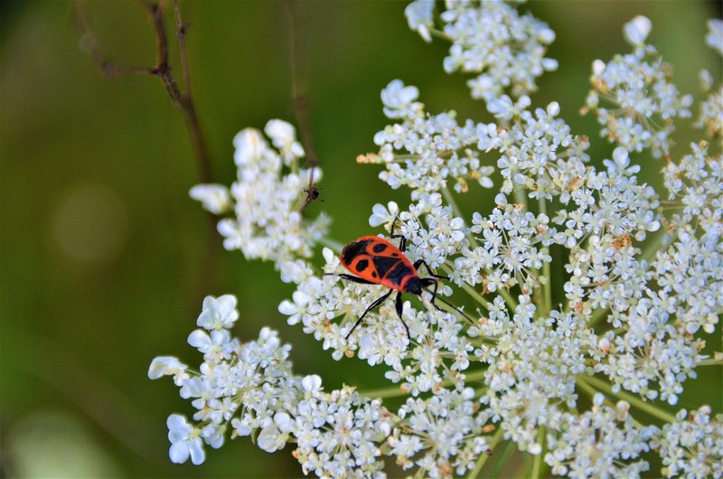 Pollination And Other Jobs Done By The Beetle