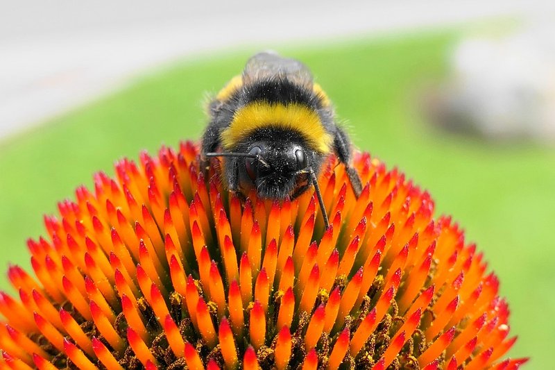 Pollination And Other Jobs Done By The Bumblebee