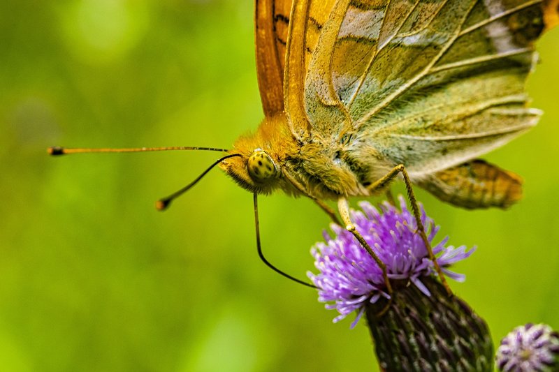 Pollination And Other Jobs Done By The Butterfly