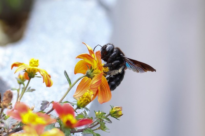 Pollination And Other Jobs Done By The Carpenter Bee