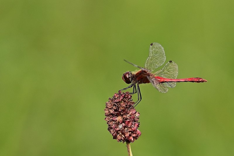Pollination And Other Jobs Done By The Dragonfly