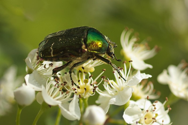 Pollination And Other Jobs Done By The Dung Beetle