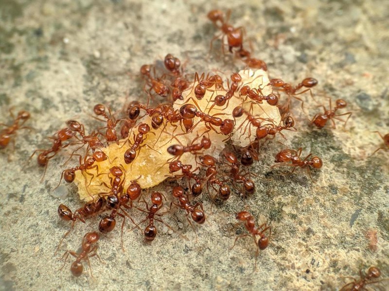 Pollination And Other Jobs Done By The Fire Ant