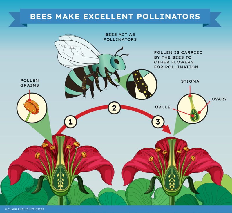 Pollination And Other Jobs Done By The Fruit Fly