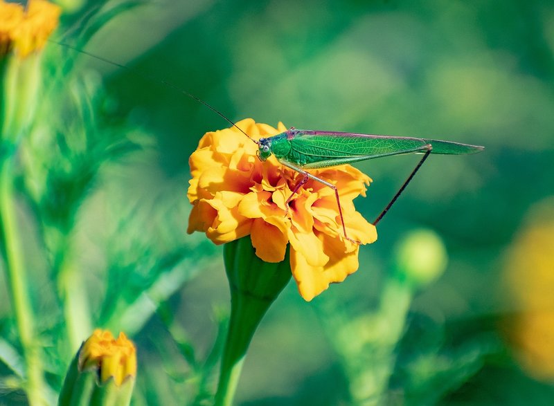 Pollination And Other Jobs Done By The Grasshopper
