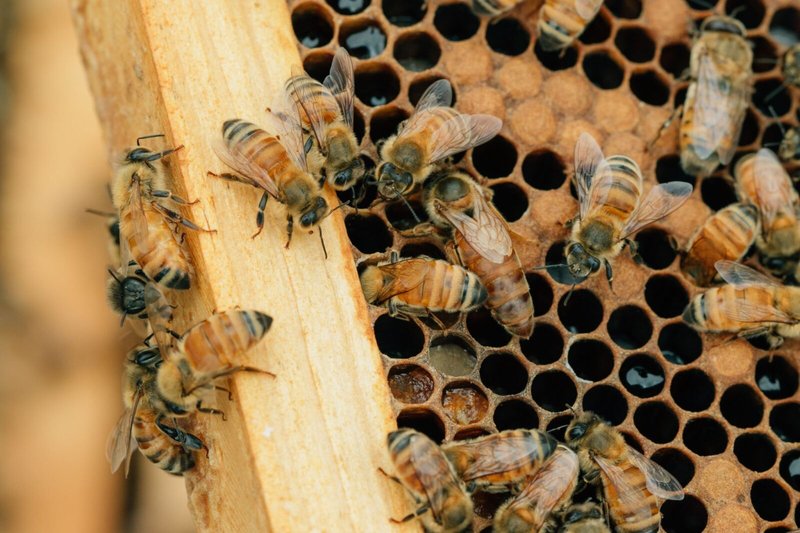 Pollination And Other Jobs Done By The Honey Bee