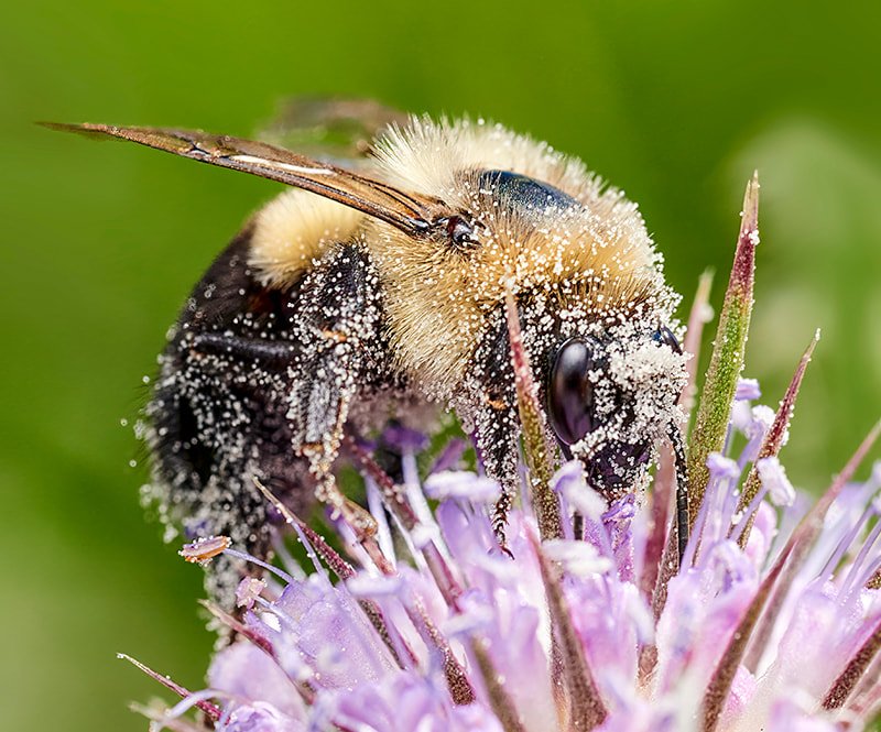 Pollination And Other Jobs Done By The Housefly