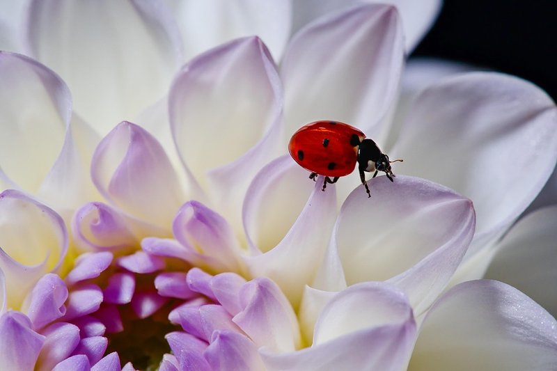 Pollination And Other Jobs Done By The Ladybug