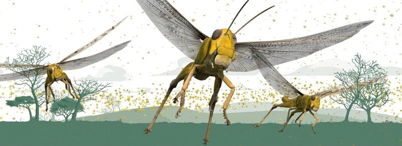 Pollination And Other Jobs Done By The Locust