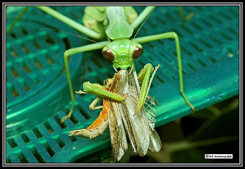 Pollination And Other Jobs Done By The Mantid