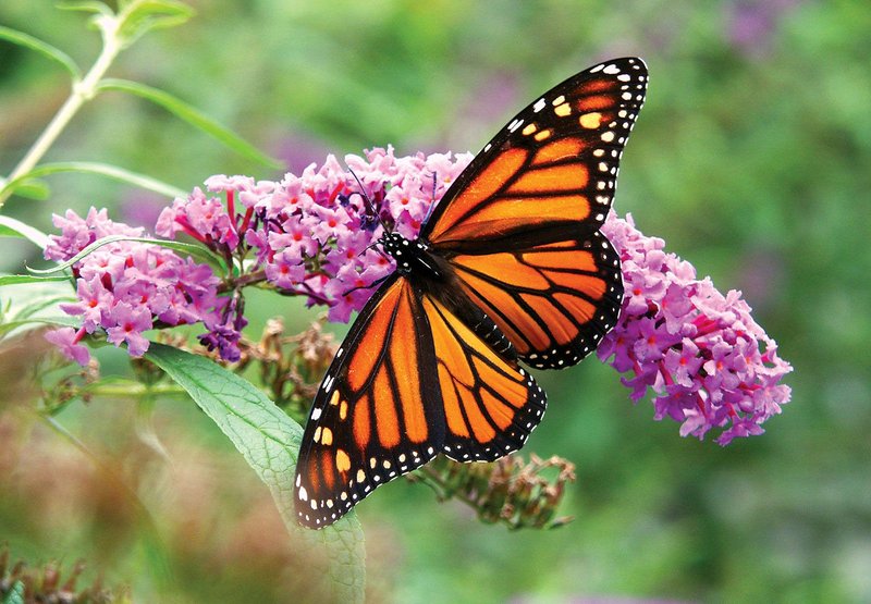 Pollination And Other Jobs Done By The Monarch Butterfly