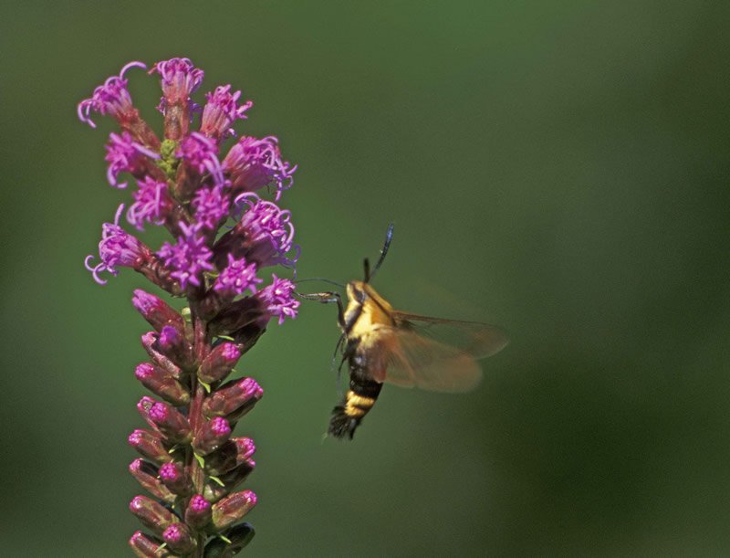 Pollination And Other Jobs Done By The Moth