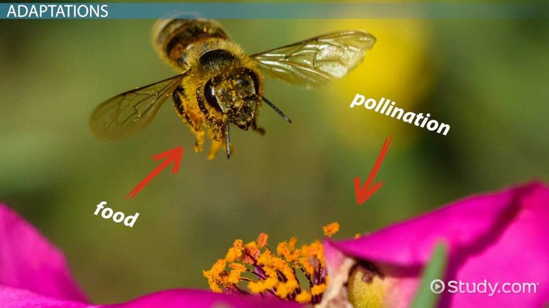 Pollination And Other Jobs Done By The Stick Insect