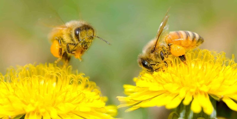 Pollination And Other Jobs Done By The Termite