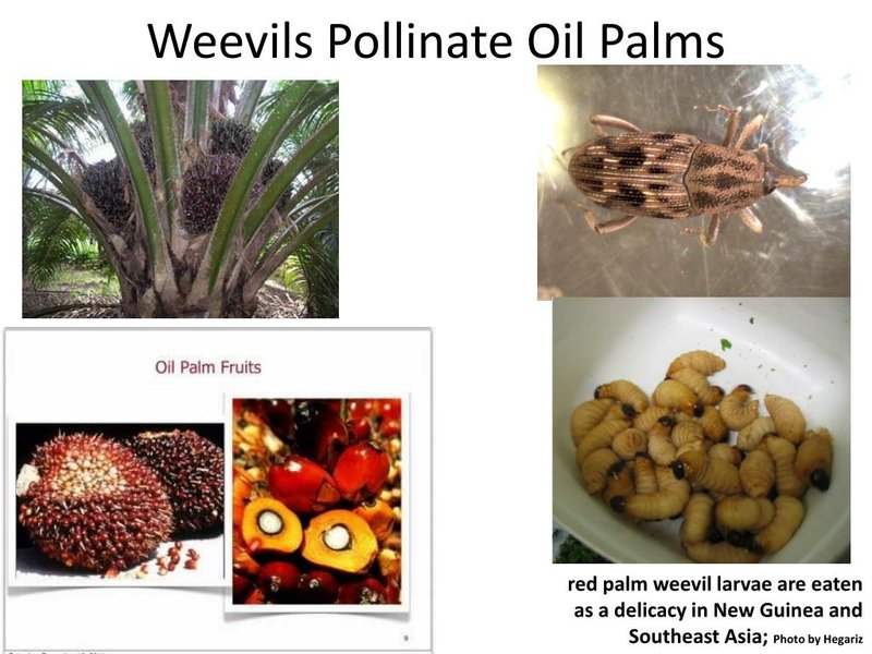 Pollination And Other Jobs Done By The Weevil