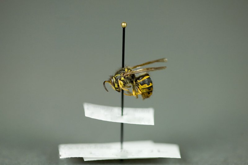 Pollination And Other Jobs Done By The Yellowjacket