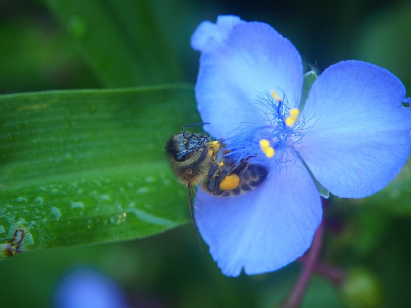 Pollination Role Of The Blue Banded Bee In The Ecosystem