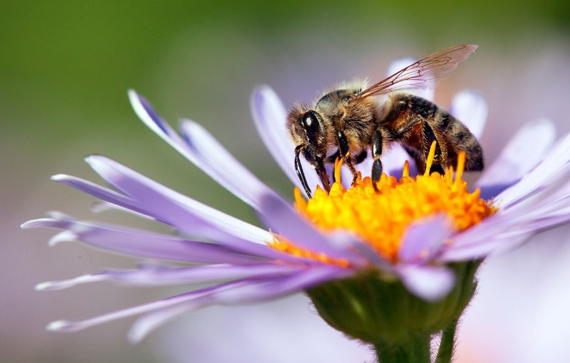 Pollination Role Of The Killer Bee (Africanized) In The Ecosystem