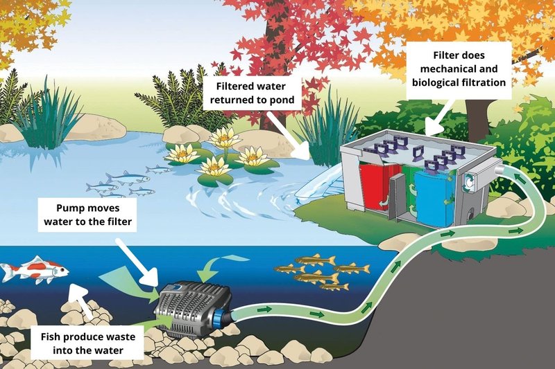 Pond Filtration Systems: Which Type Is Best For Fish?